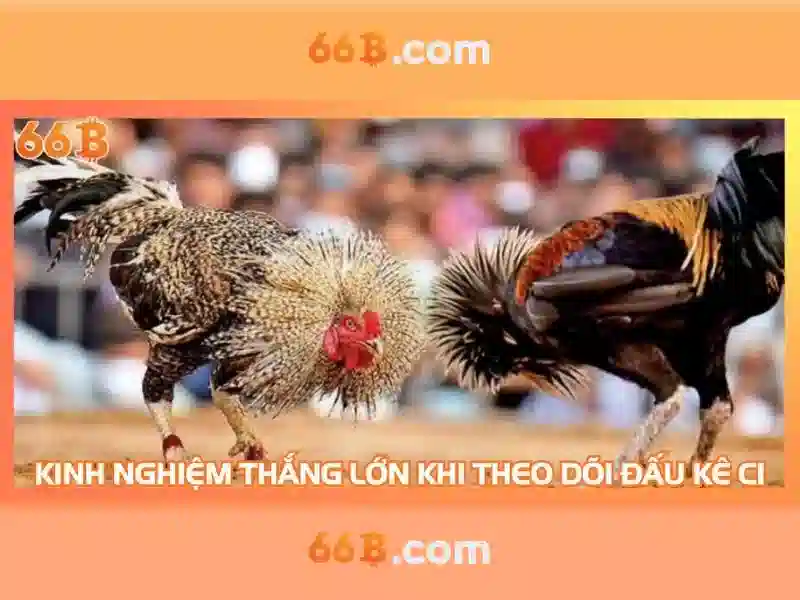 slot 66b – Hành trình trải nghiệm và tầm nhìn thương hiệu