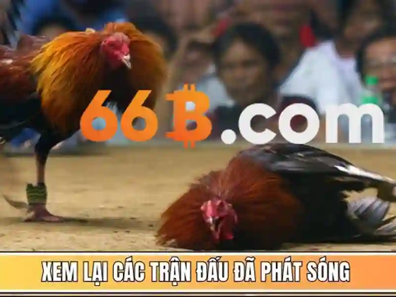 66b: Khám phá một khái niệm và tiềm năng