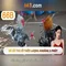 66b: Khám phá một ký hiệu công nghệ